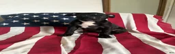 American Bully dogs for sale: American Bully 6 (willow) - Ad 4