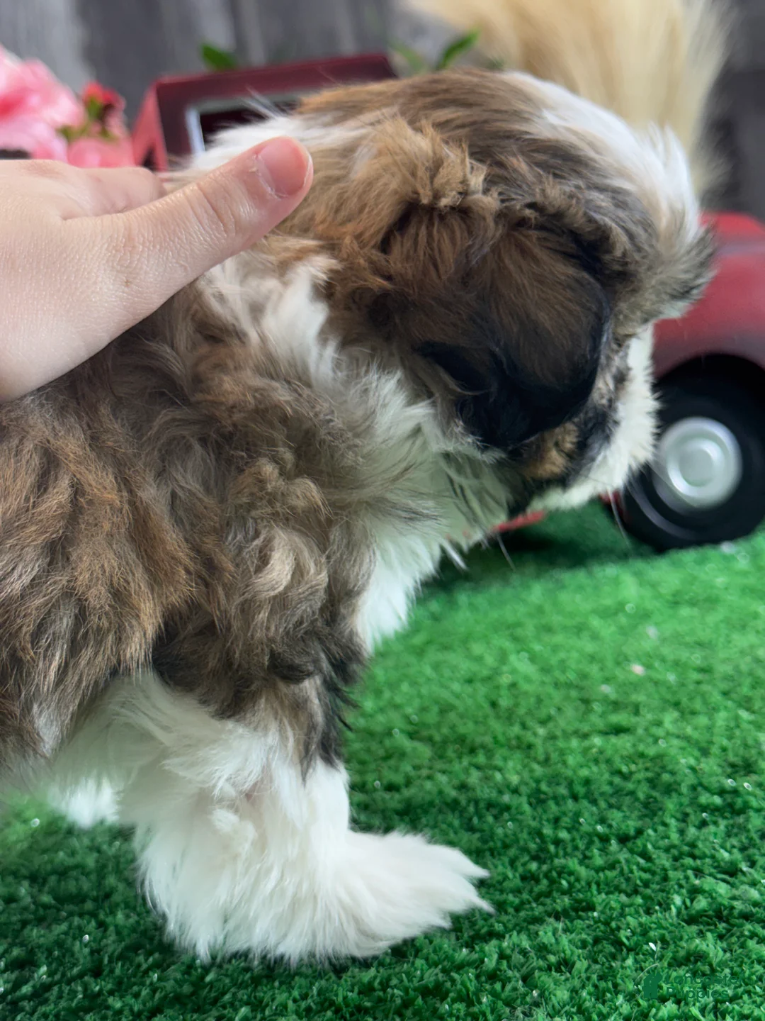 Shih Tzu dogs for sale: Stella  - Ad 2