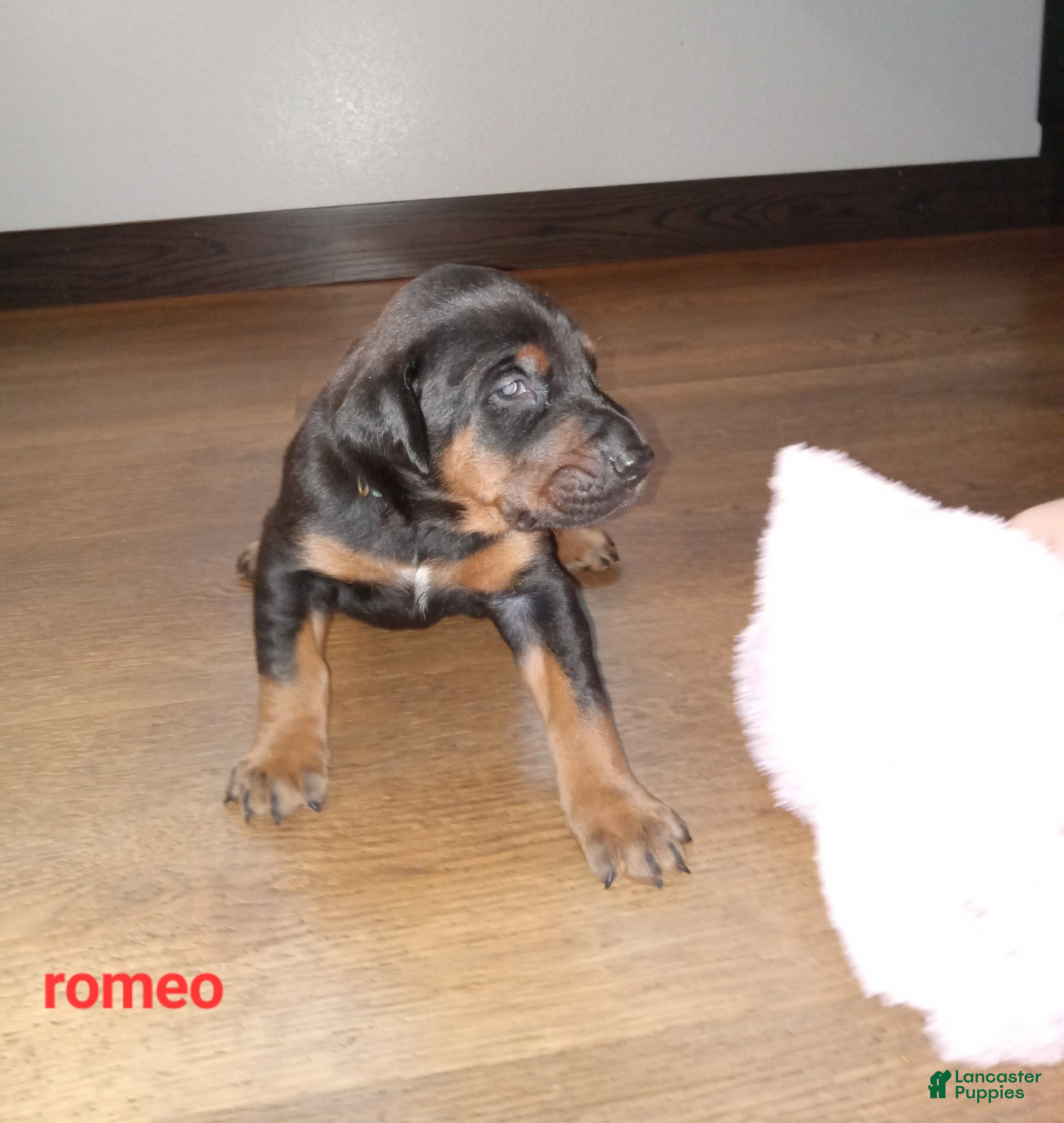 Doberman Pinscher dogs Romeo - Ad 1