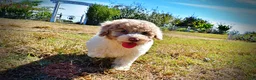 Havapoo dogs for sale: Noodles - Ad 9
