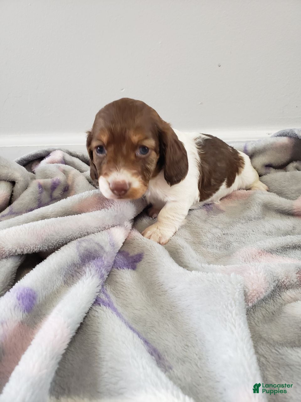 Miniature Dachshund dogs Willow - Ad 1