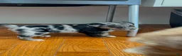 Mixed Breed dogs for sale: Nova - Ad 4