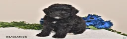 Miniature Poodle dogs for sale: Jewel - Ad 1