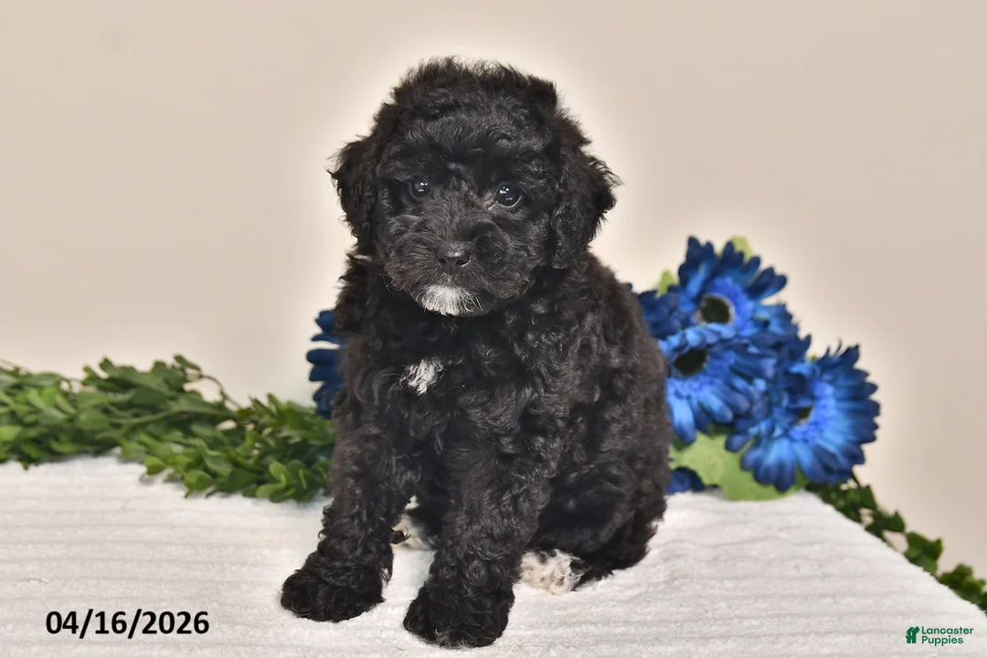 Miniature Poodle dogs for sale: Jewel - Ad 1
