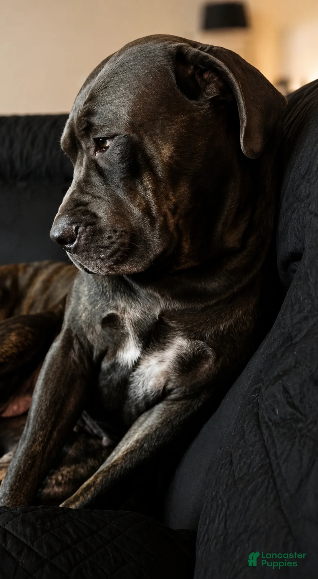 Cane Corso dogs for sale: Cane Corso 4 - Ad 2