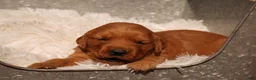 Golden Retriever dogs for sale: Daisy -AKC, Genetically Clear - Ad 5