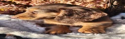 Miniature Dachshund dogs for sale: Dolly - Ad 3