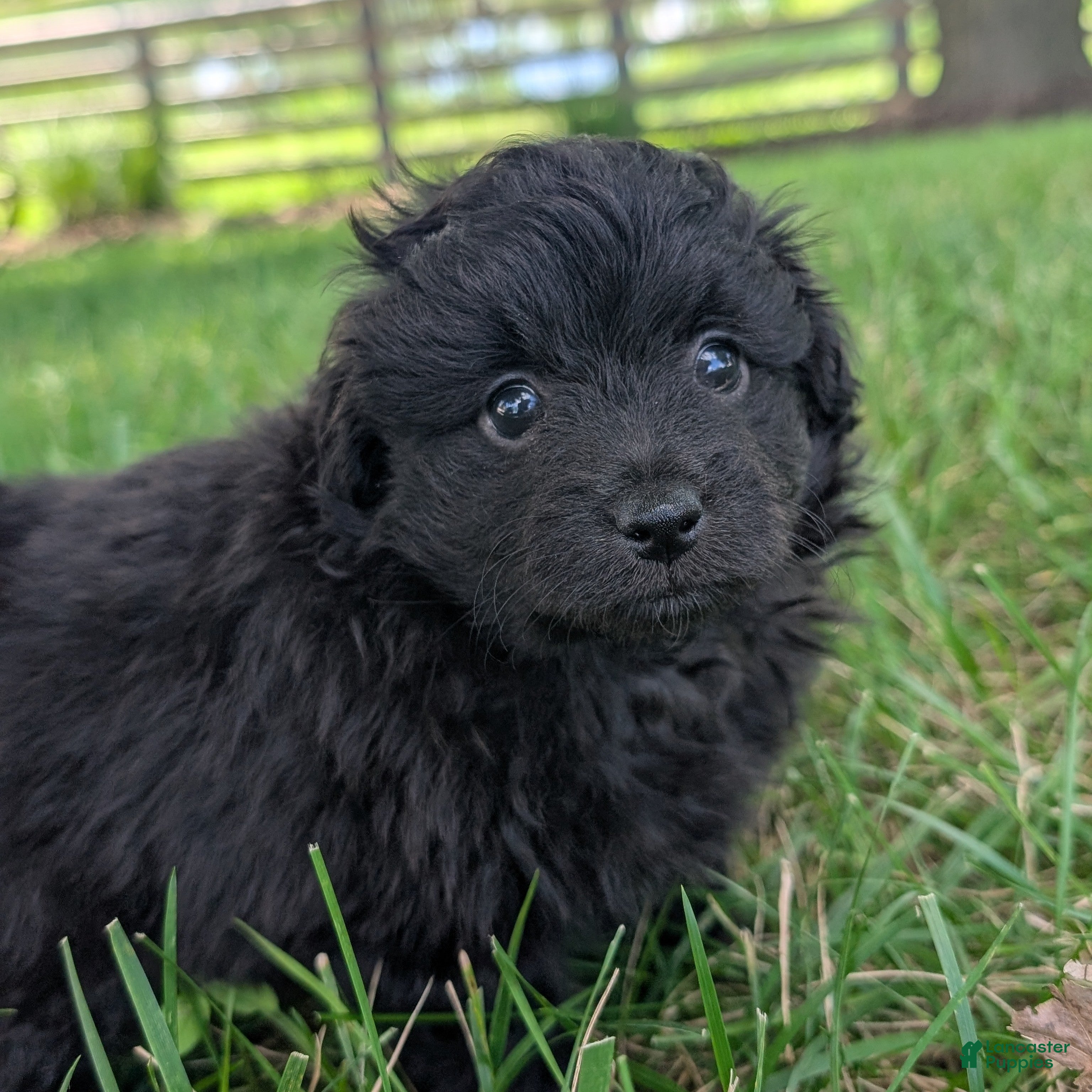 Pomapoo dogs Peppercorn - Ad 2