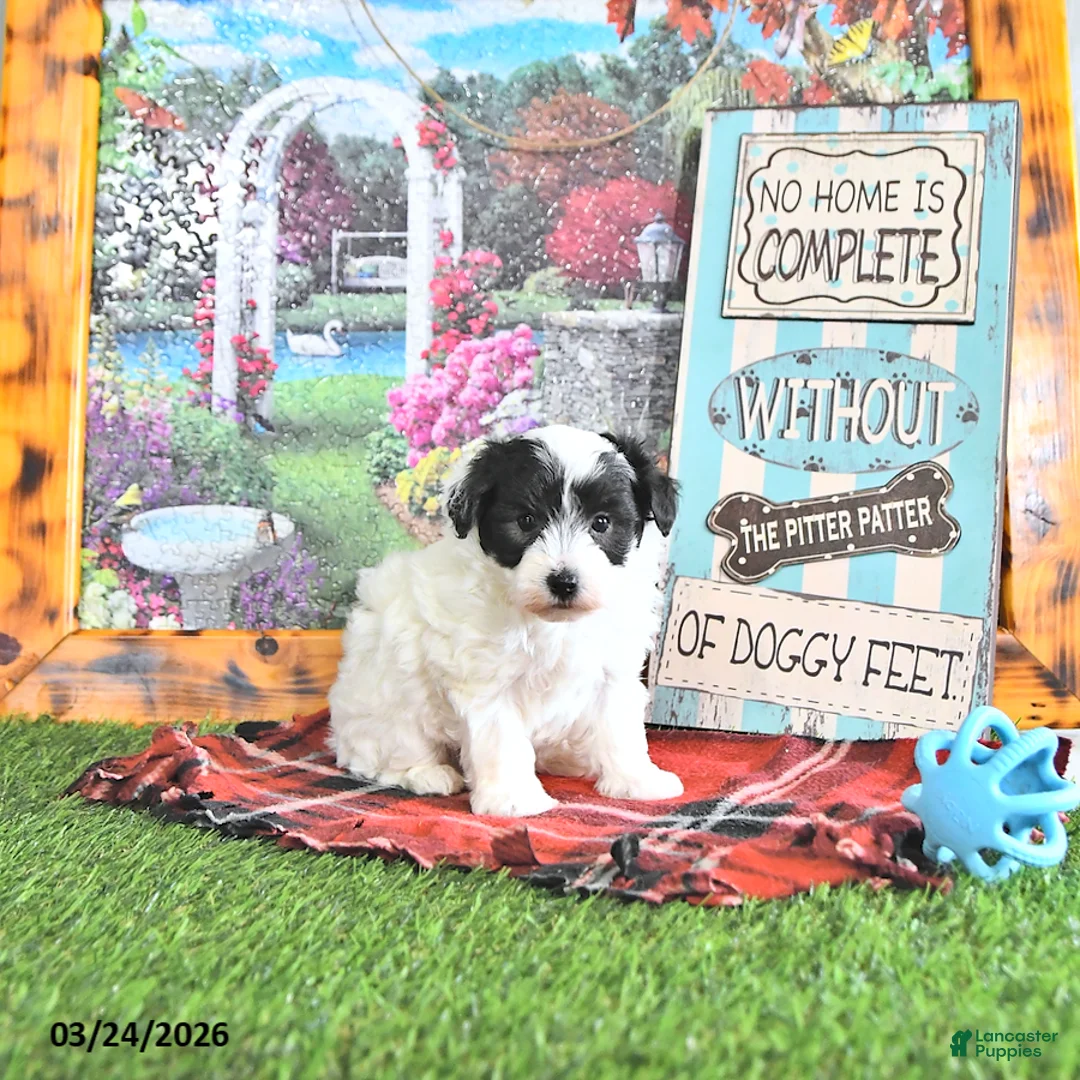 Maltipoo dogs for sale: Trent - Ad 2