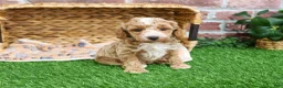 Miniature Poodle dogs for sale: Rhett - Ad 12