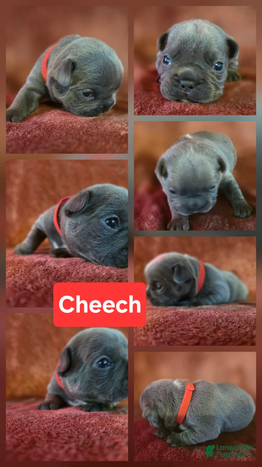 French Bulldog dogs for sale: Cheech - Ad 1