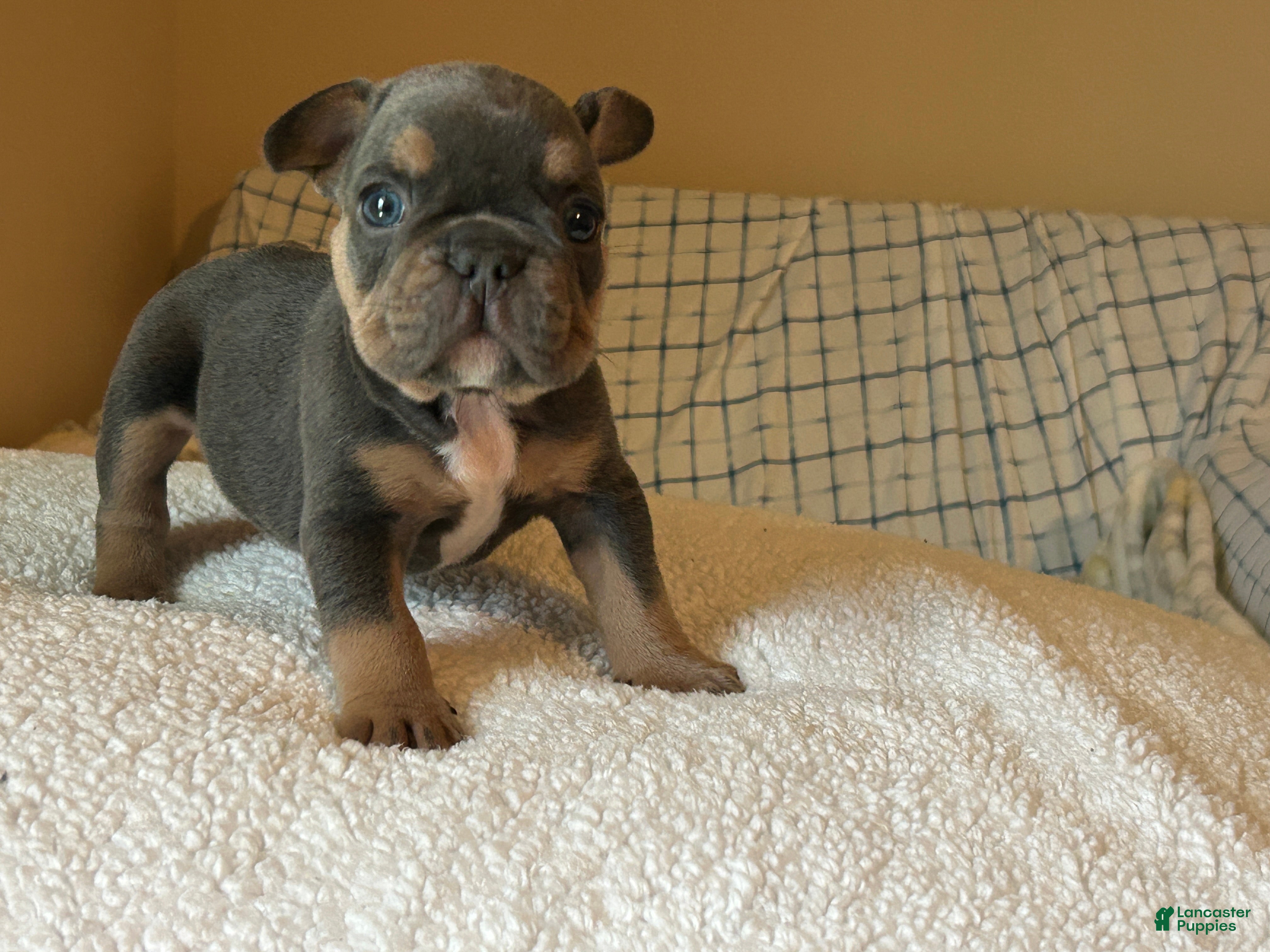 French Bulldog dogs French Bulldog Puppy 3 - Ad 27