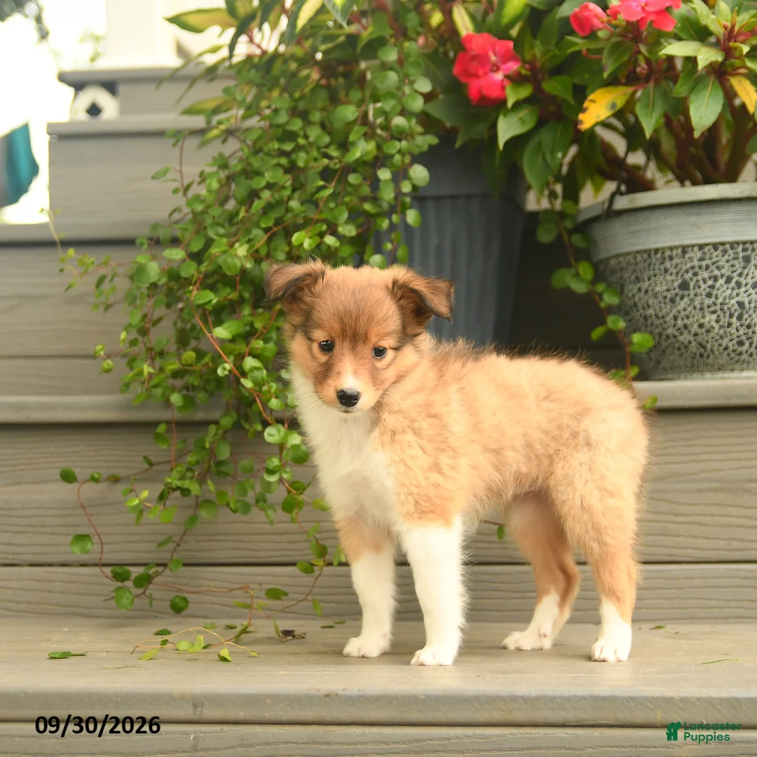 Shetland Sheepdog dogs for sale: Jill - Ad 2