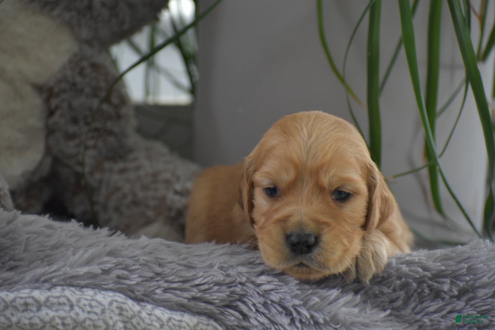 Golden Retriever dogs Brett - Ad 1