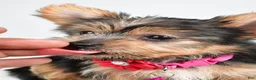 Yorkshire Terrier dogs for sale: Peggy - Ad 3