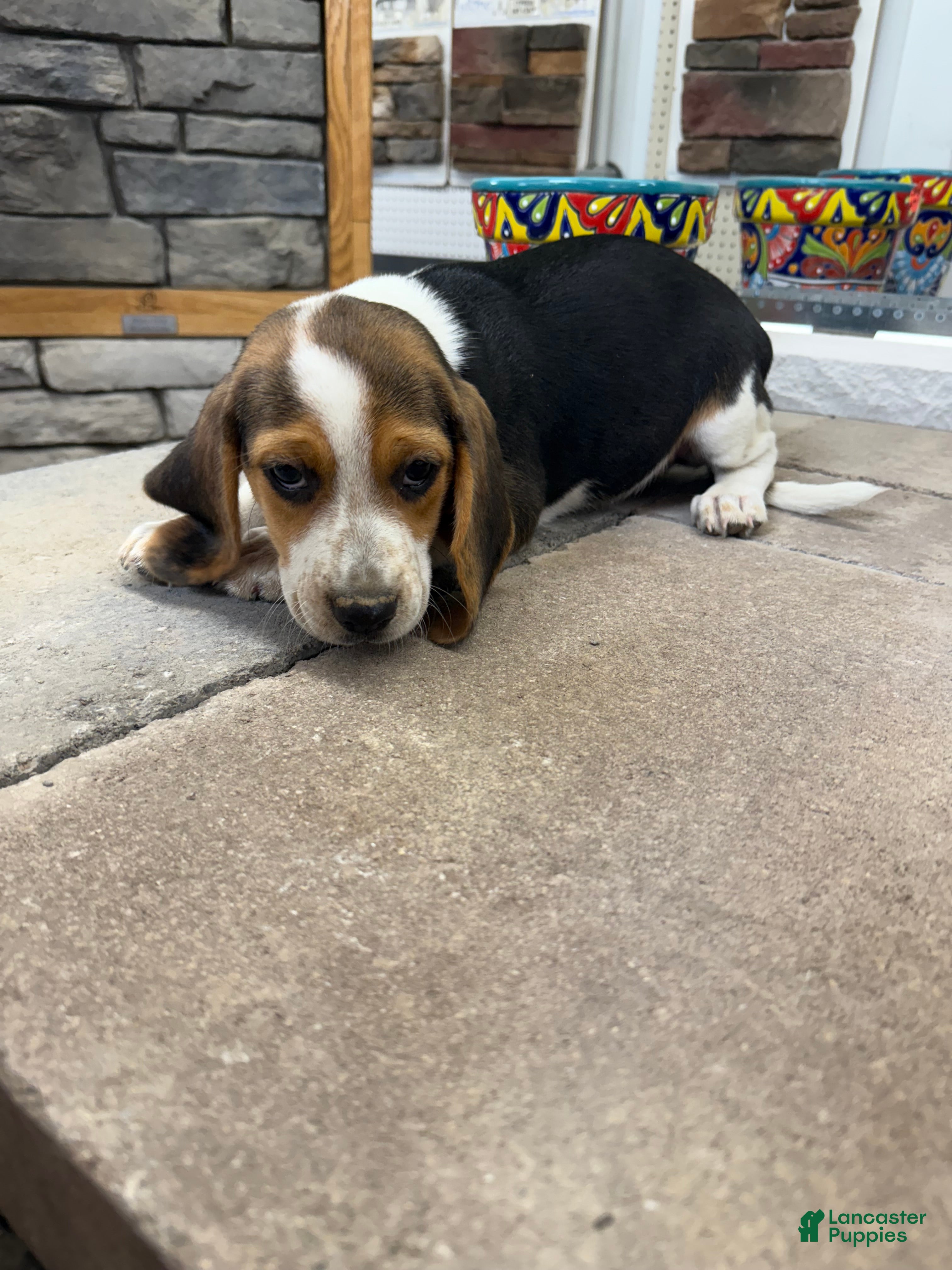 Beagle dogs AKC Freedom  - Ad 1