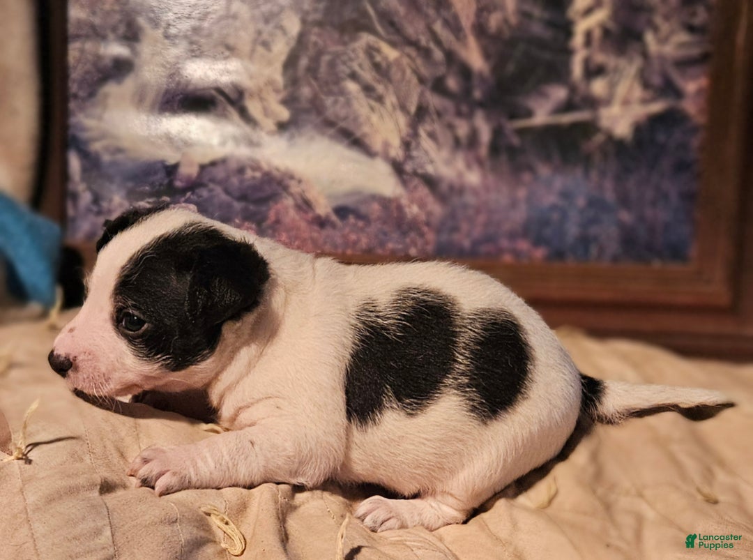 Border Collie dogs for sale: Rocky (Call-Text) - Ad 3