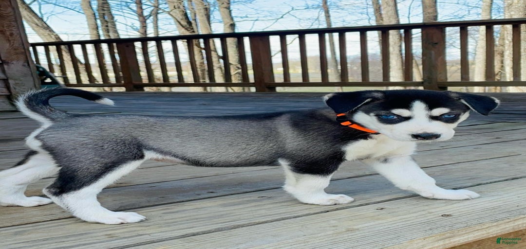 Gallery Image {{count}}