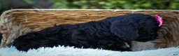 Cavapoo dogs for sale: BELLA - Ad 13