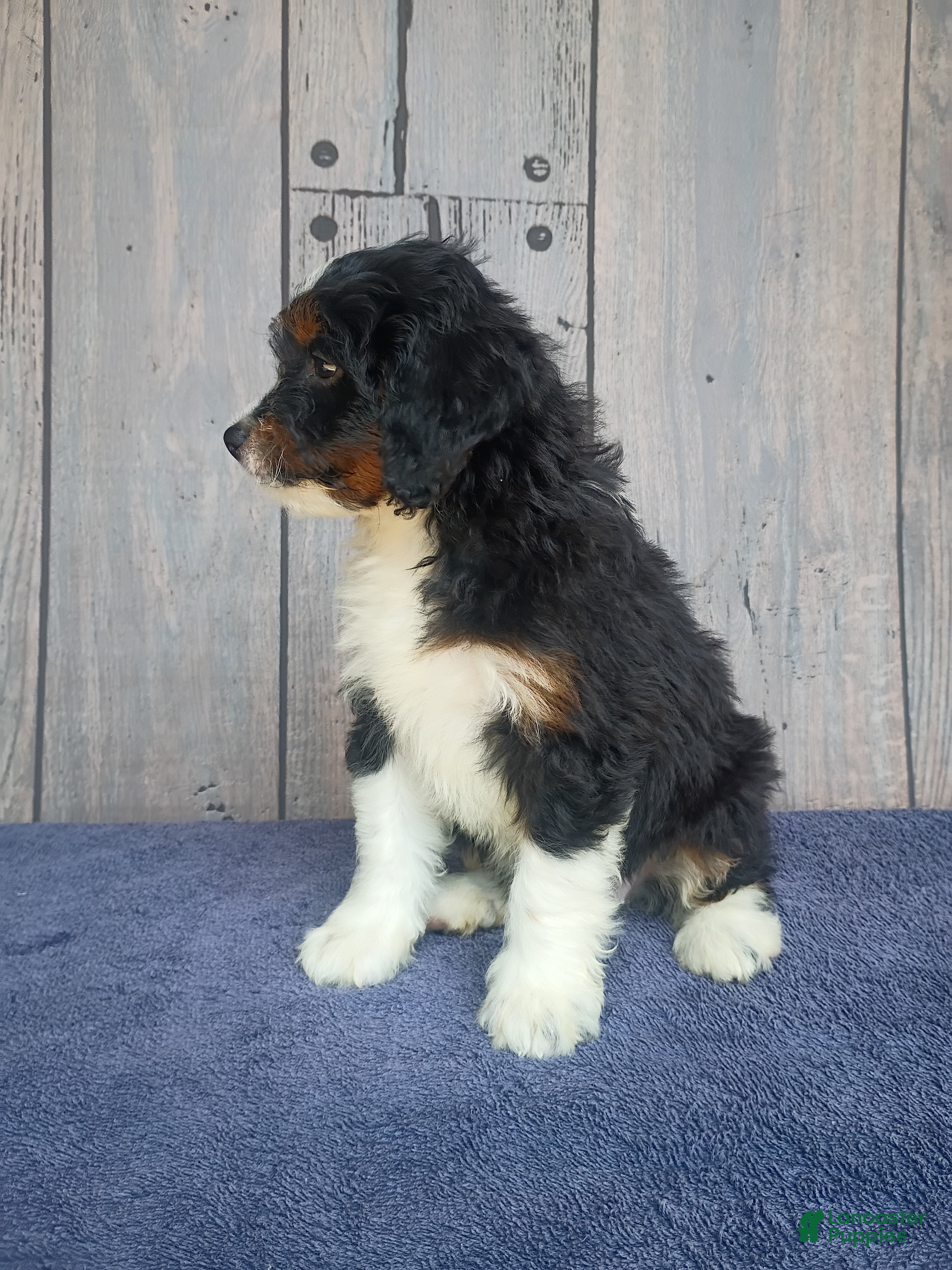 Mini Bernedoodle dogs Lainy - Ad 2