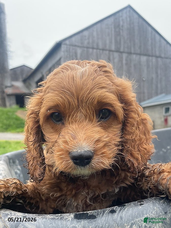 Cockapoo dogs Rusty - Ad 32