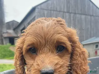 Cockapoo dogs Rusty - Ad 32