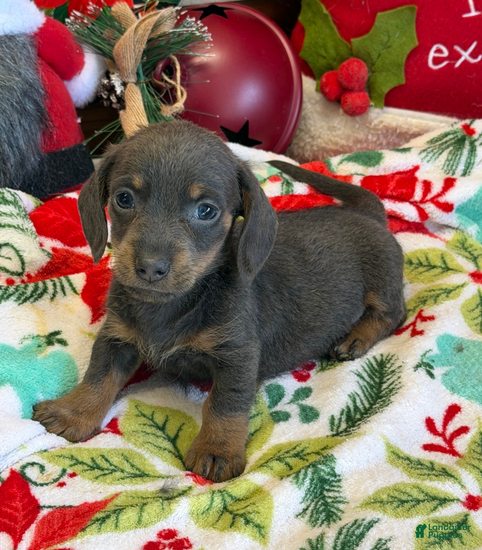 Dachshund dogs Bluebell - Ad 25