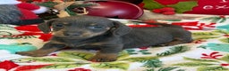 Dachshund dogs for sale: Bluebell - Ad 1