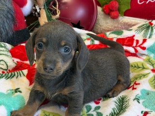 Dachshund dogs Bluebell - Ad 25