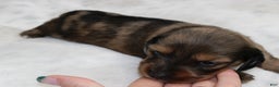 Dachshund dogs for sale: Zoe - Ad 5