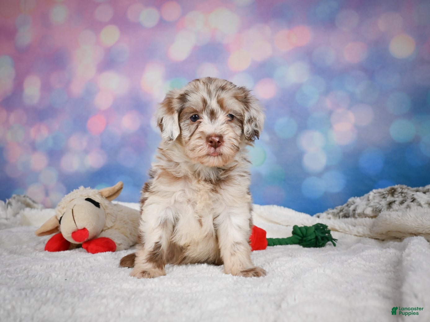 Mini Goldendoodle dogs Lucy - Ad 2
