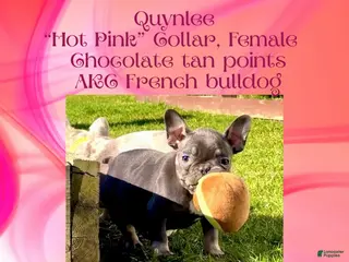 French Bulldog dogs Quynlee “Hot Pink” Collar, Female - Ad 7