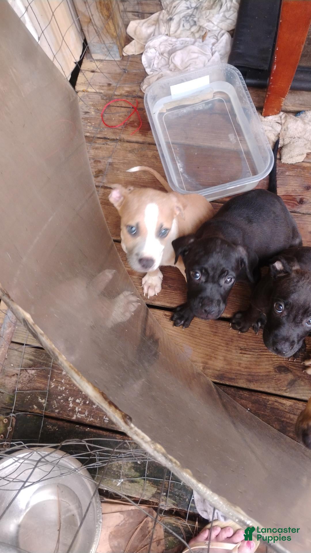 Mixed Breed dogs Mixed Breed 5 - Ad 37