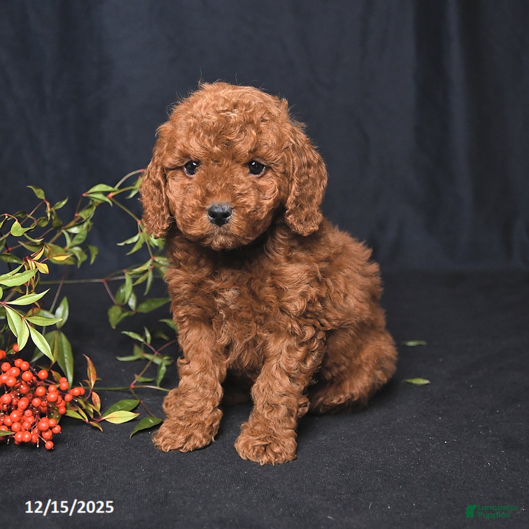Miniature Poodle dogs for sale: India  - Ad 4