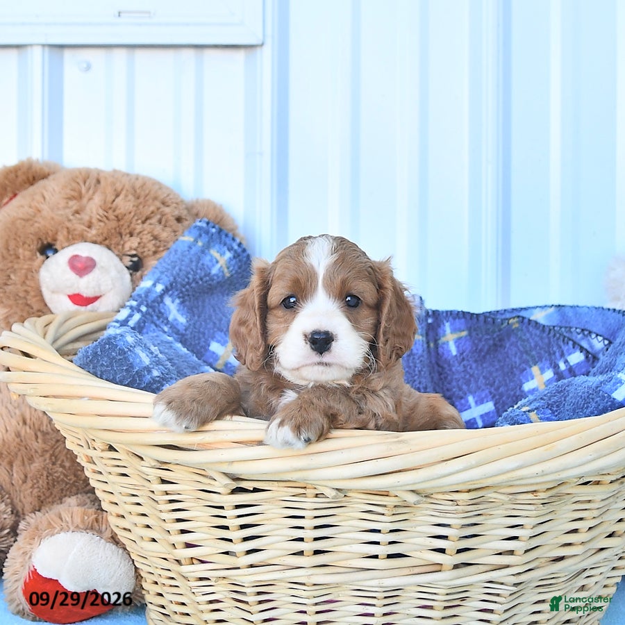 Cavapoo dogs Bingo - Ad 2