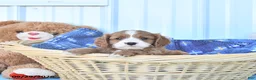 Cavapoo dogs for sale: Bingo - Ad 2