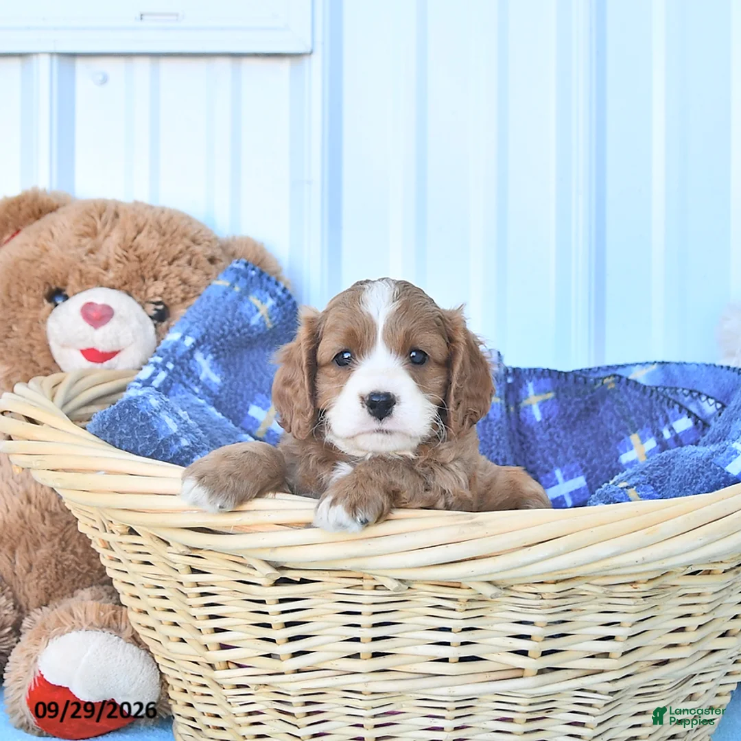 Cavapoo dogs for sale: Bingo - Ad 2