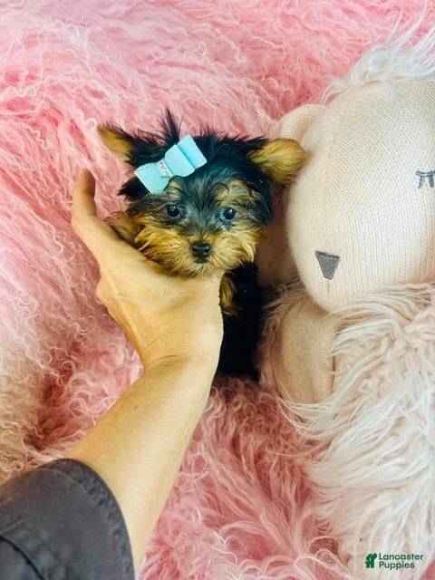 Yorkshire Terrier dogs for sale: Teacup Yorkshire Terrier 1 - Ad 2