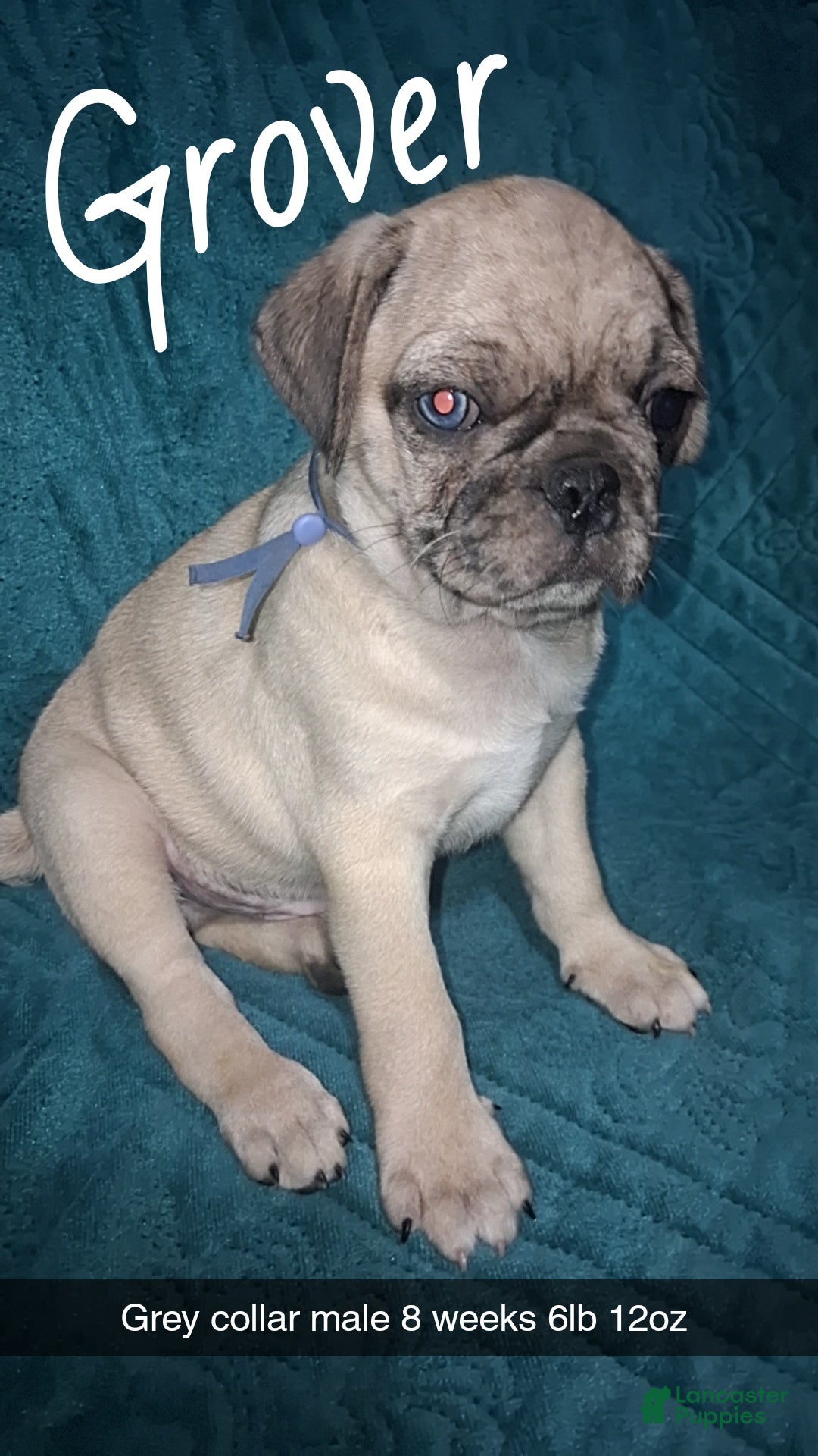 Pug dogs for sale: Grover  - Ad 1