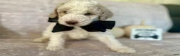 Goldendoodle dogs for sale: Ash 🖤 - Ad 5