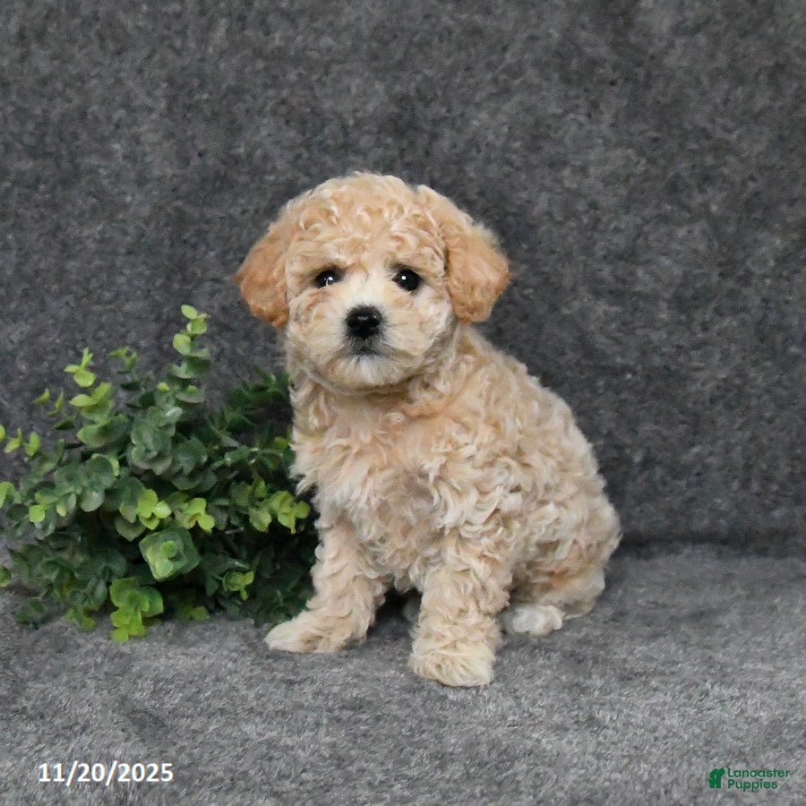 Bichpoo dogs Twinkles - Ad 24