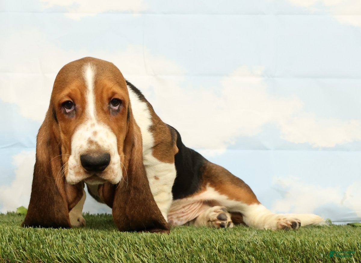 Basset Hound dogs Kerby - Ad 1