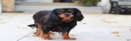 Cavapoo dogs for sale: Roxy - Ad 6