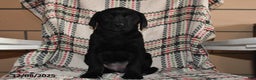 Labrador Retriever dogs for sale: Cocoa  - Ad 2