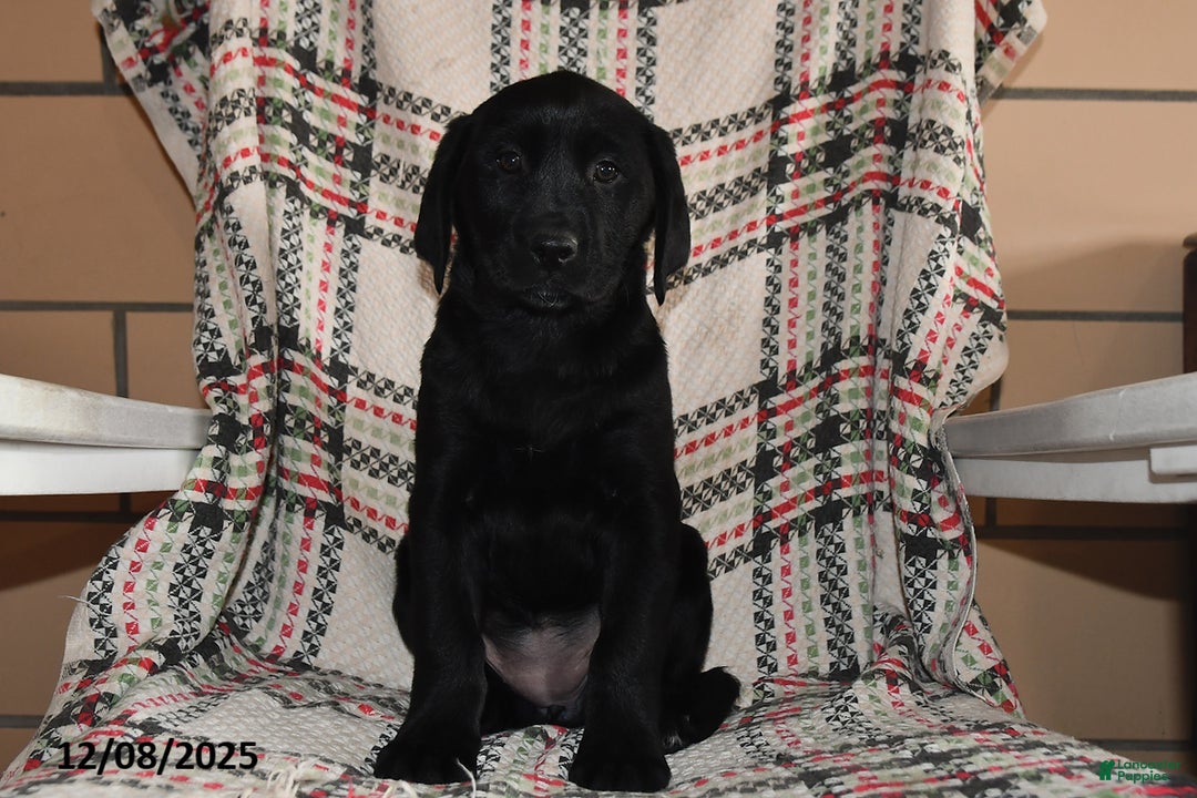 Labrador Retriever dogs for sale: Cocoa  - Ad 2