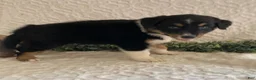 Australian Shepherd dogs for sale: Roxy - Ad 3