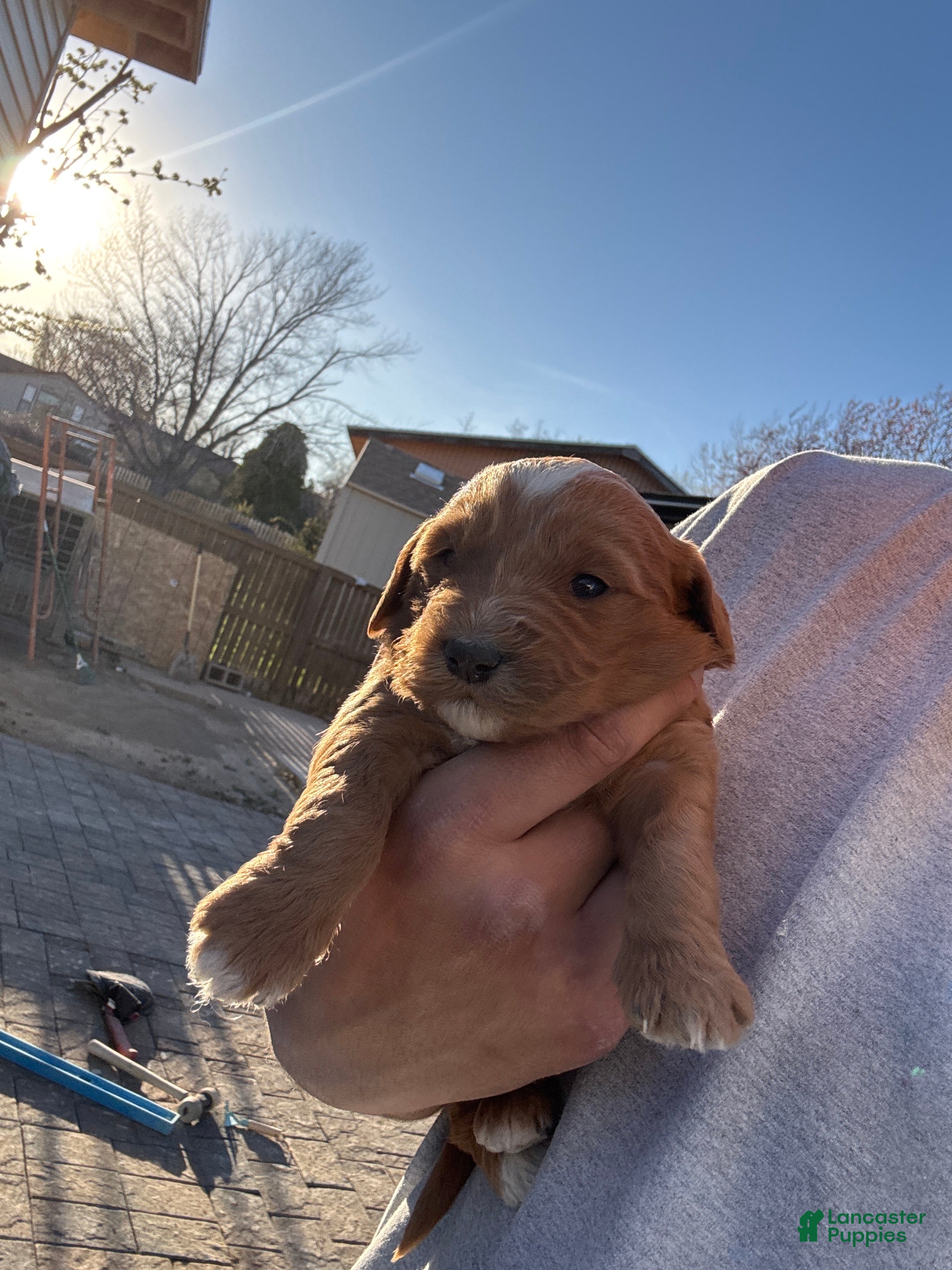 Goldendoodle dogs Goldendoodle Puppy 4 - Ad 4