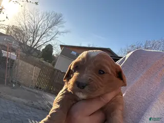 Goldendoodle dogs Goldendoodle Puppy 4 - Ad 4