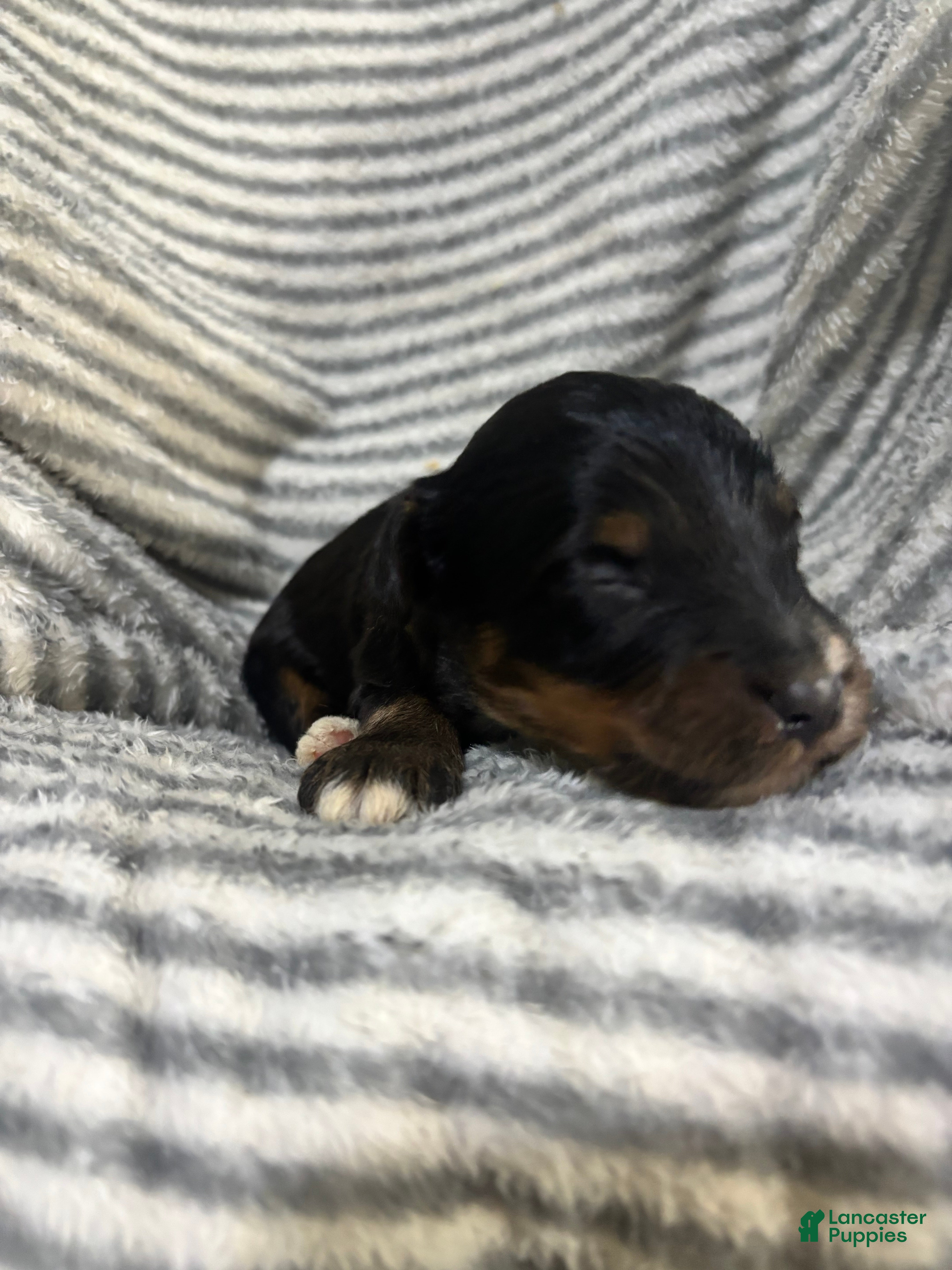 Aussiedoodle dogs Aussiedoodle 8 - Ad 1