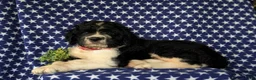 Saint Berdoodles dogs for sale: Clayburn - Ad 4